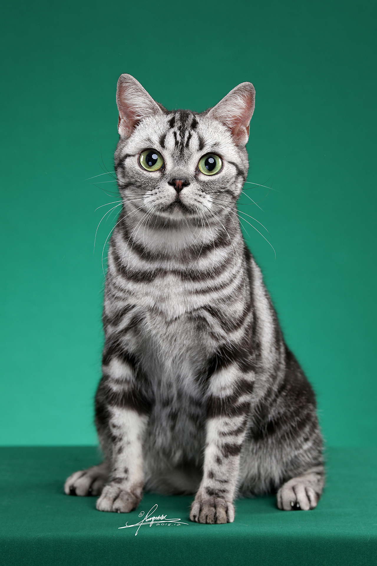 美国短毛猫AMYWORKS,拍摄于大连|摄影|动物|AMYWORKS赛猫摄影 - 原创作品 - 站酷 (ZCOOL)