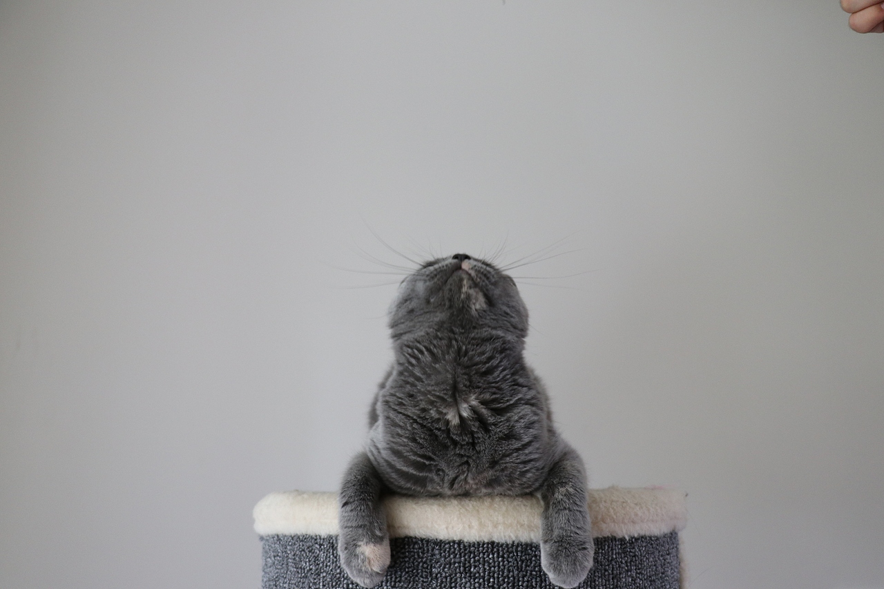 沐米猫舍 种猫MM-英短蓝乳色-阿萝-英国短毛猫