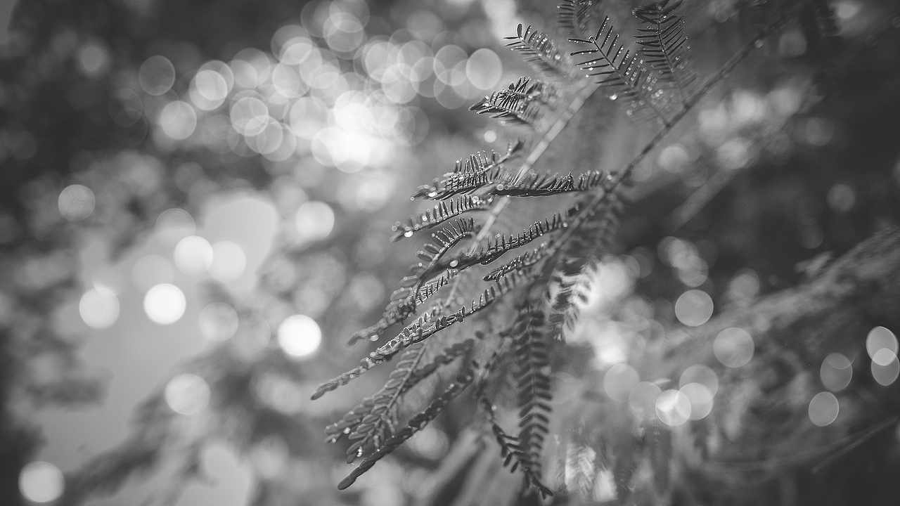 6月雨天爬凤凰山合辑