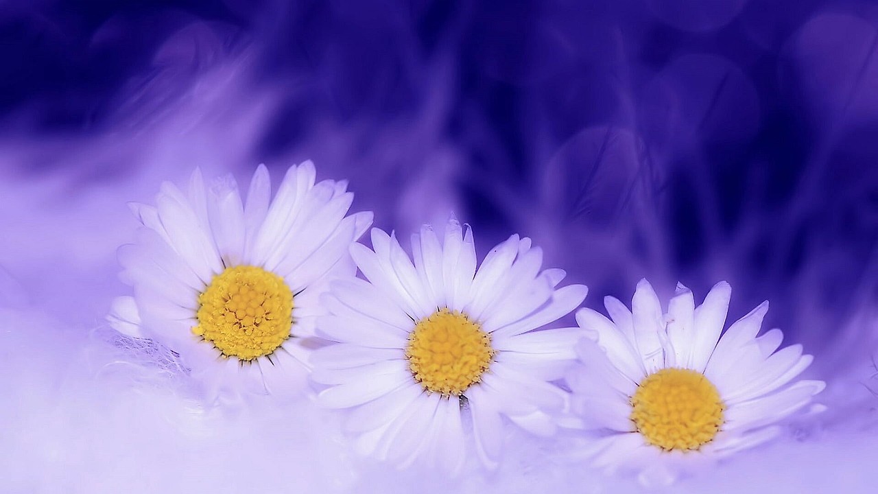 唯美雏菊动态壁纸