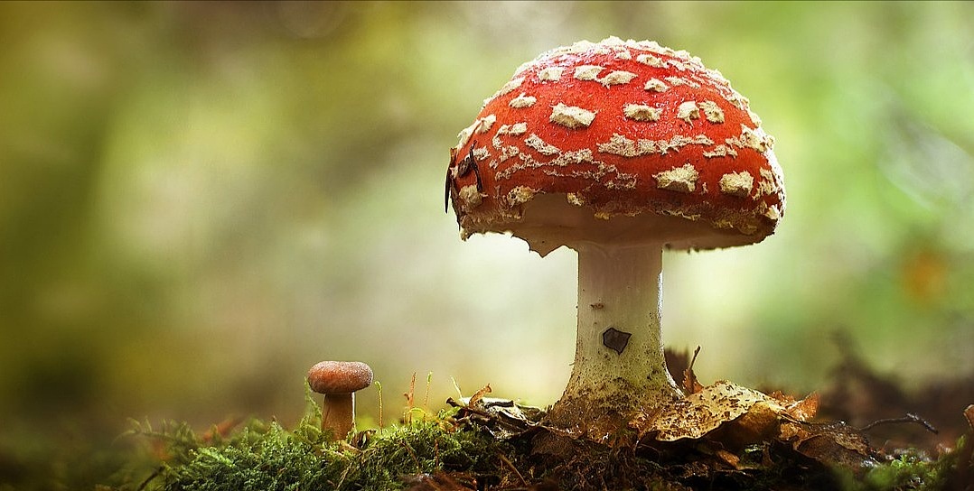 星空下的美人（图ZMTM3NjQ4ODMy） - 海报 - 站酷设计师小小网虫冬原创素材 - 站酷ZCOOL