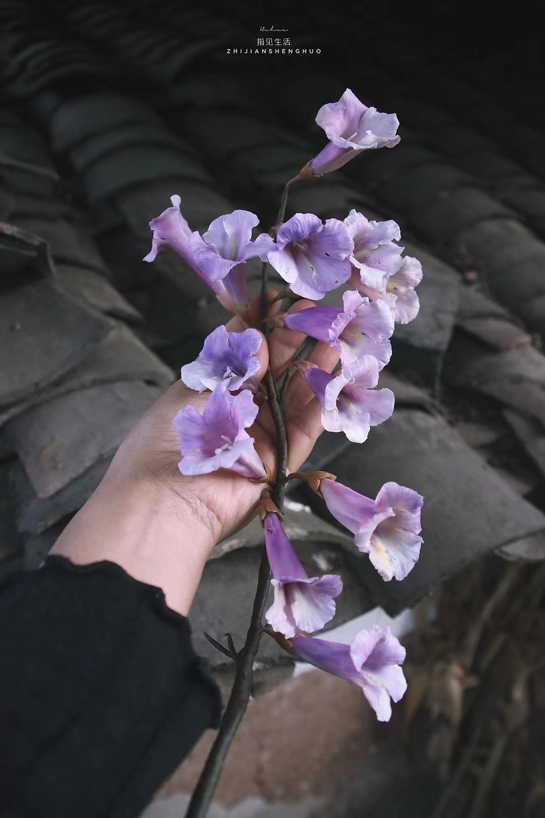 粘土花艺/梧桐花（图ZMjUxOTM2ODc2） - 其他手工艺 - 站酷设计师指见生活原创素材 - 站酷ZCOOL