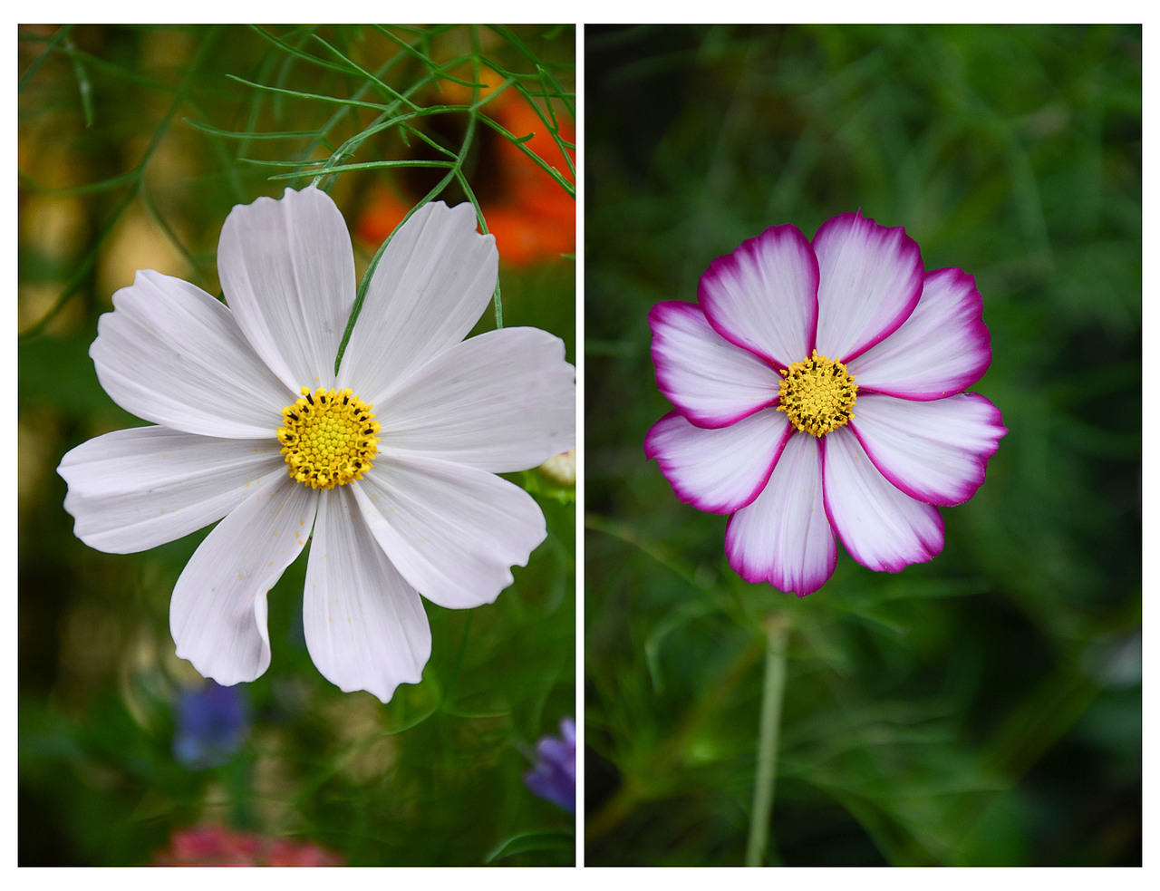 农博园微距--国庆花