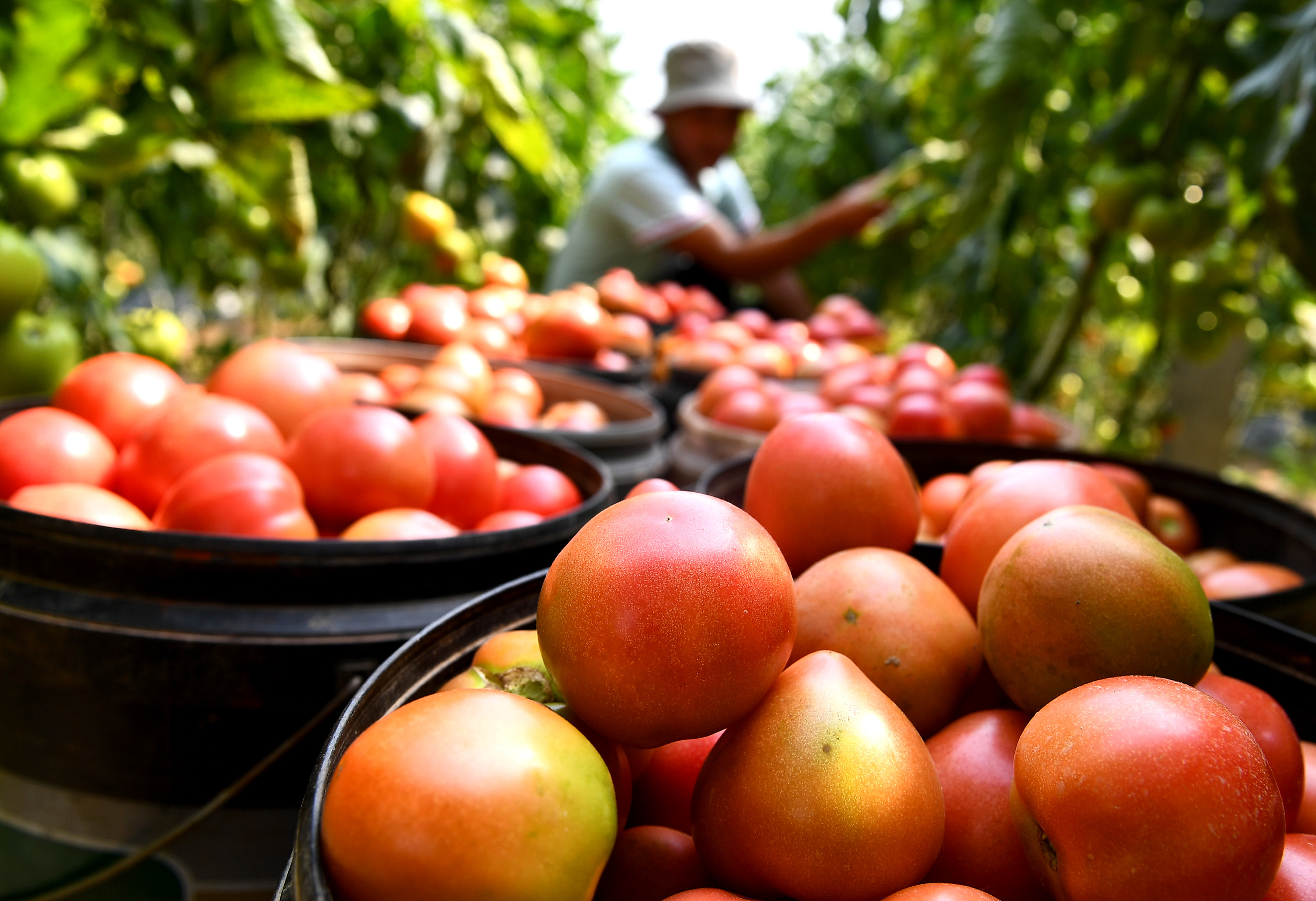 河南夏邑:大棚瓜菜助力乡村振兴