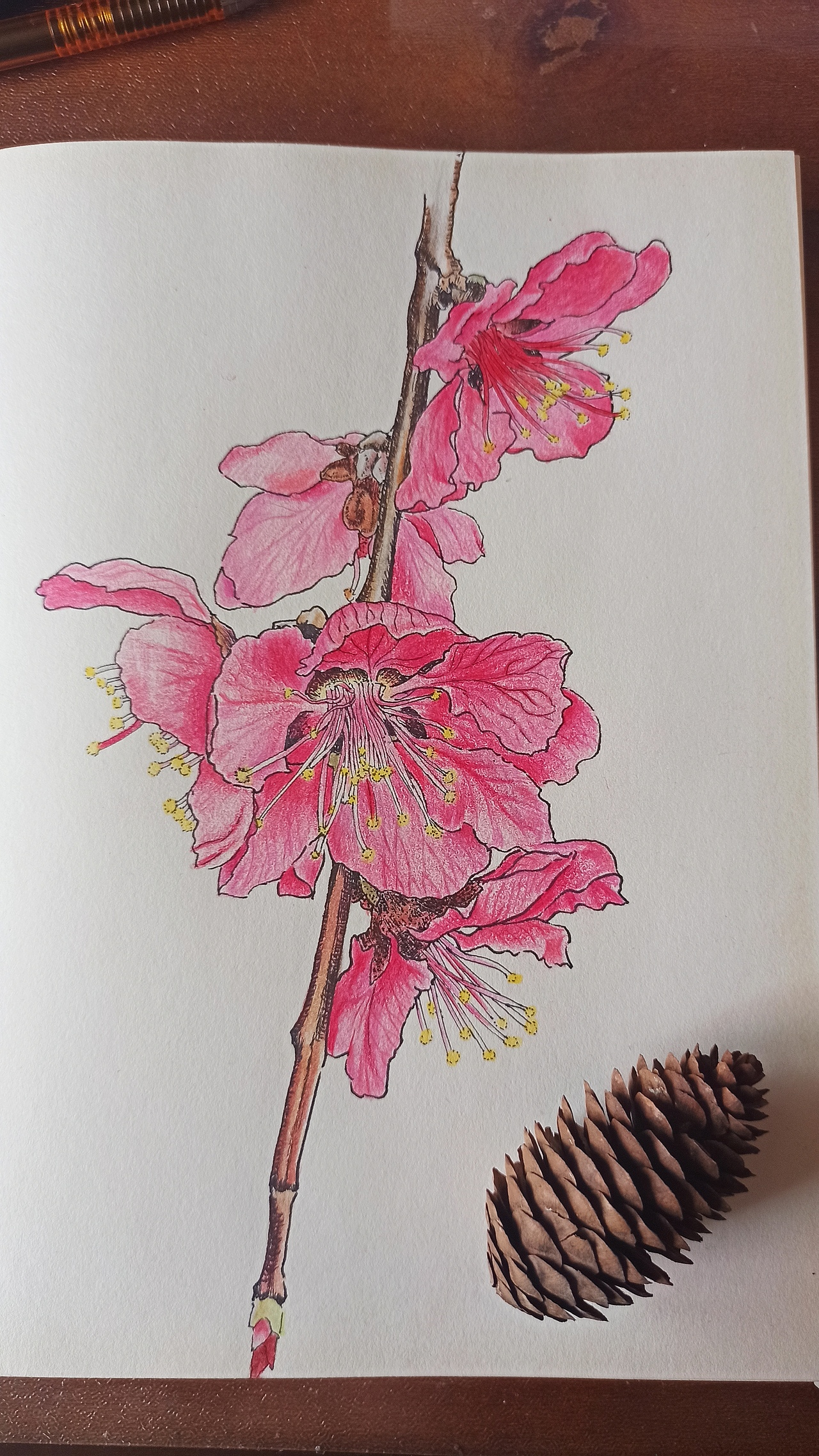 针管笔｜油画棒｜彩铅