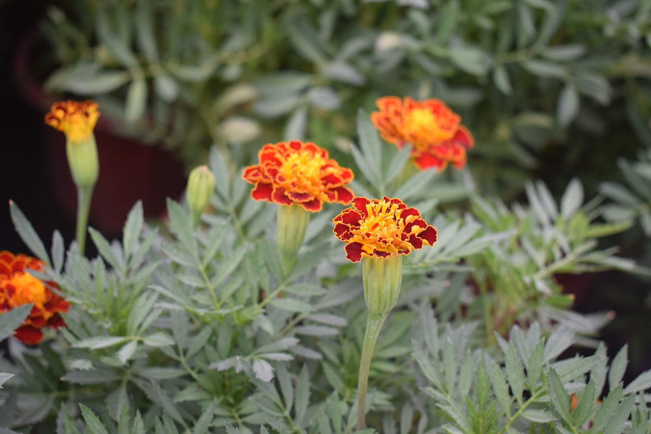 一花一世界一木一佛陀