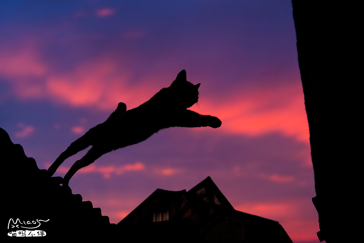 大弄堂正走着呢,忽然发现不远处小弄堂旁的屋顶上正坐着一只猫,赶紧几步走过去。学叫几声喵呜后,没想到小家伙竟然走到屋檐这边来,对我的到访很好奇很友好,我甚至都轻轻摸了摸它的小脑袋。或许它觉得我是个很好的玩伴,突然在两边的屋顶上,一会跳过来,一会跳过去,让我有充足的时间调整构图抓拍,那天的心情真是美极了。