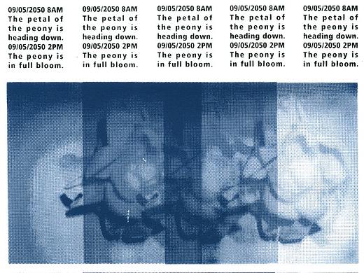 Peony from the Future 未来的芍药花