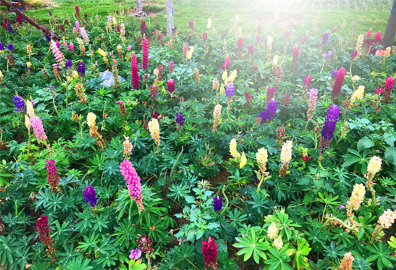 刘勇良手机纪实摄影:鲁冰花