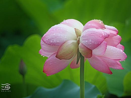 并蒂莲