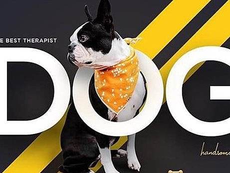 赵子贺的宠物banner