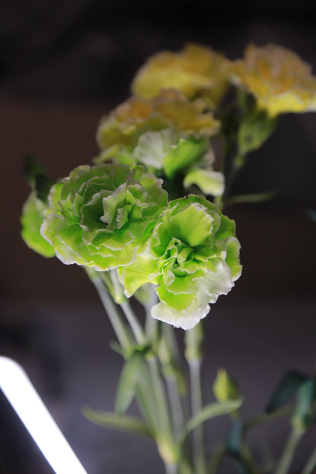 白色康乃馨染色作品（图ZMzYwNjAxMzAw） - 其他摄影 - 站酷设计师木糖醇饕餮原创素材 - 站酷ZCOOL