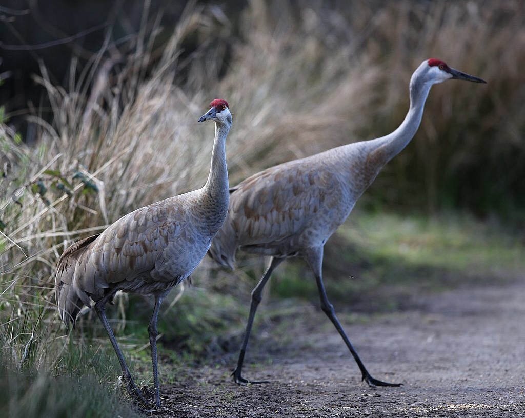 鹤氅如烟羽扇风赋情芳草绿阴中