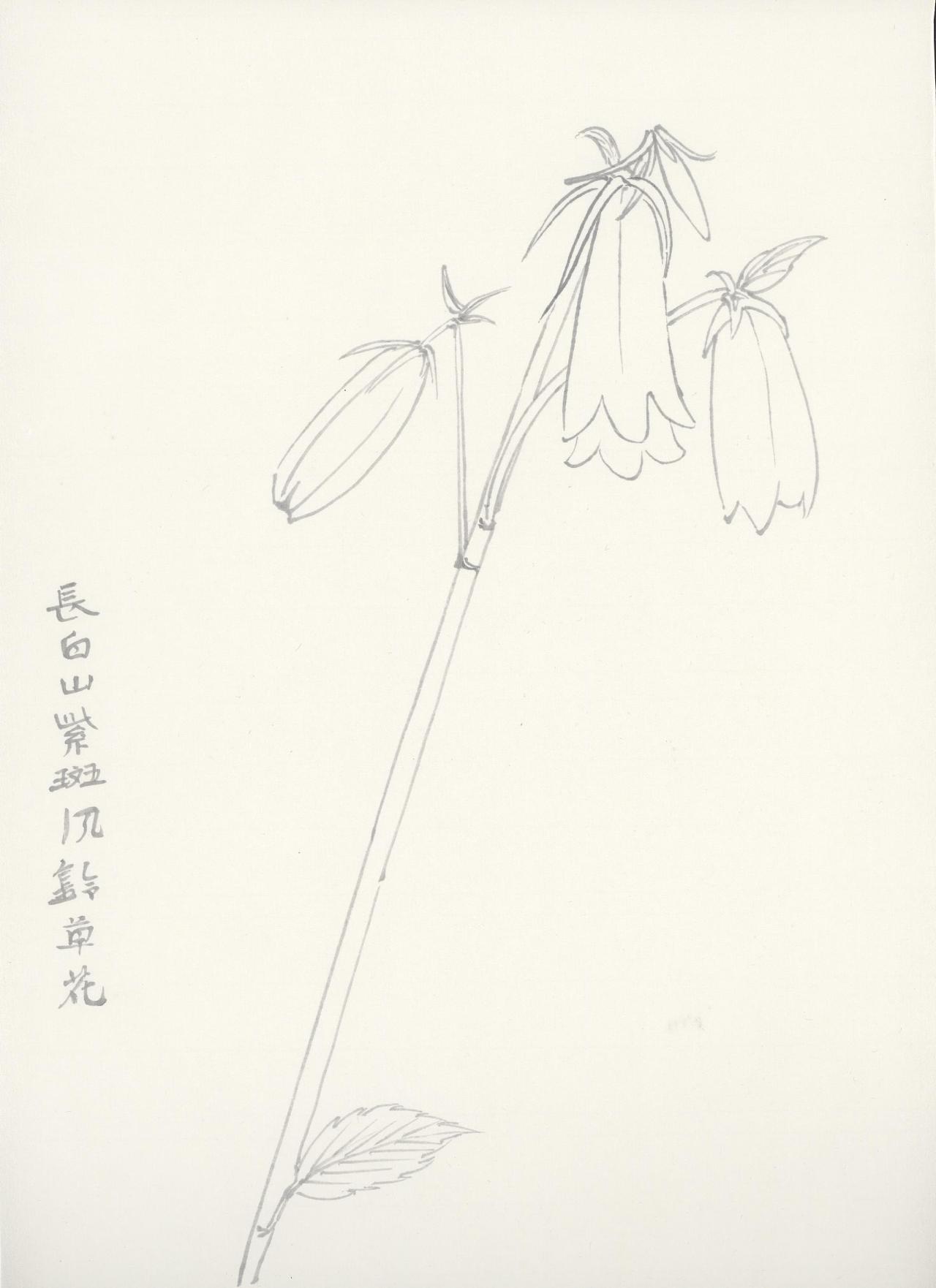 白描-长白山植被-23-44