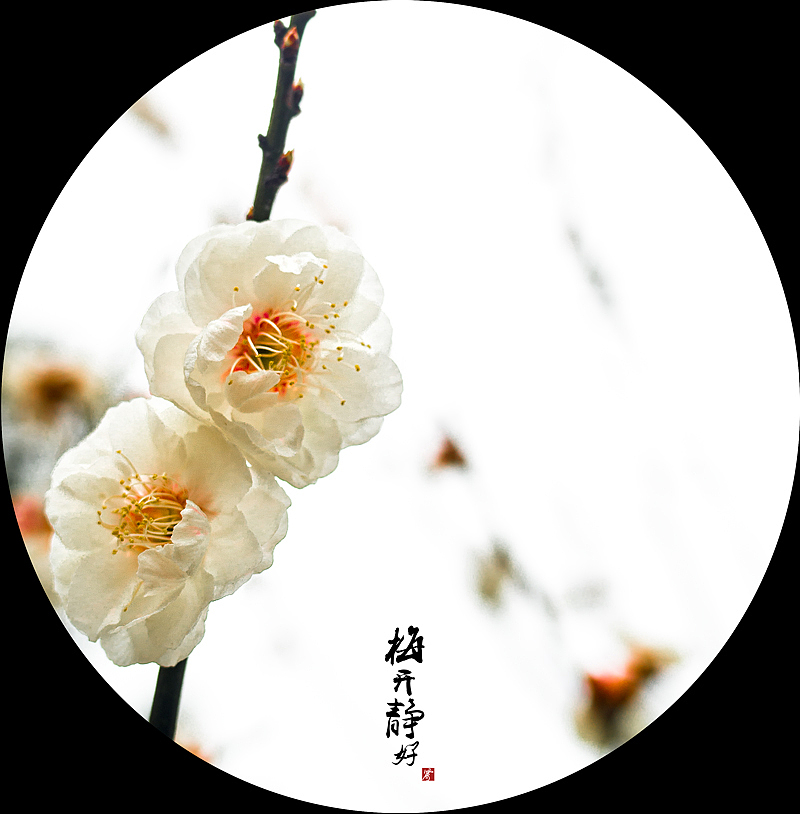 南京梅花山一游（图ZMjU1OTQ2MzY=） - 风光摄影 - 站酷设计师jiangyixiao原创素材 - 站酷ZCOOL