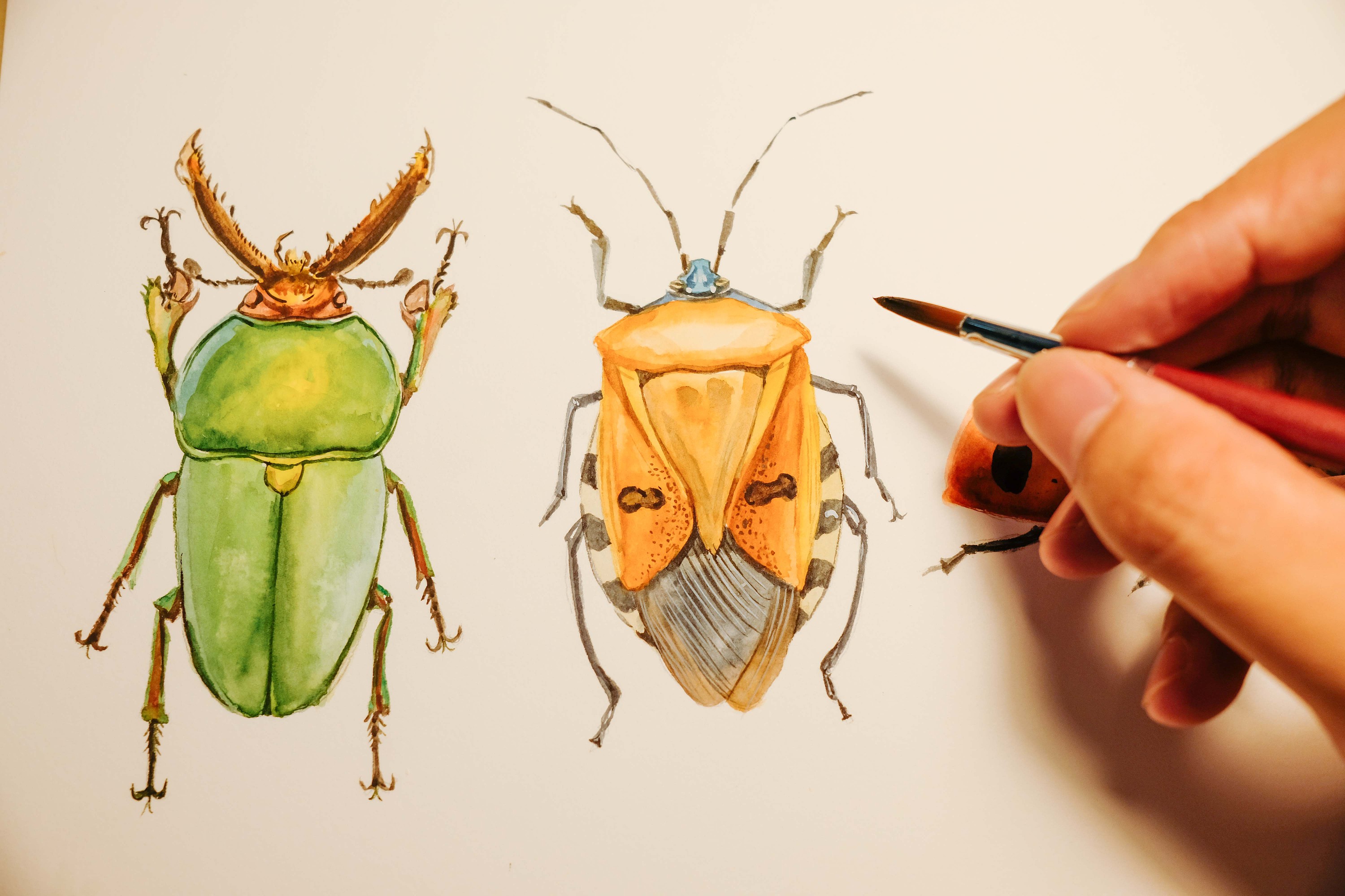 彩铅画之昆虫系列|纯艺术|绘画|素墨宣纸 - 原创作品 - 站酷 (ZCOOL)