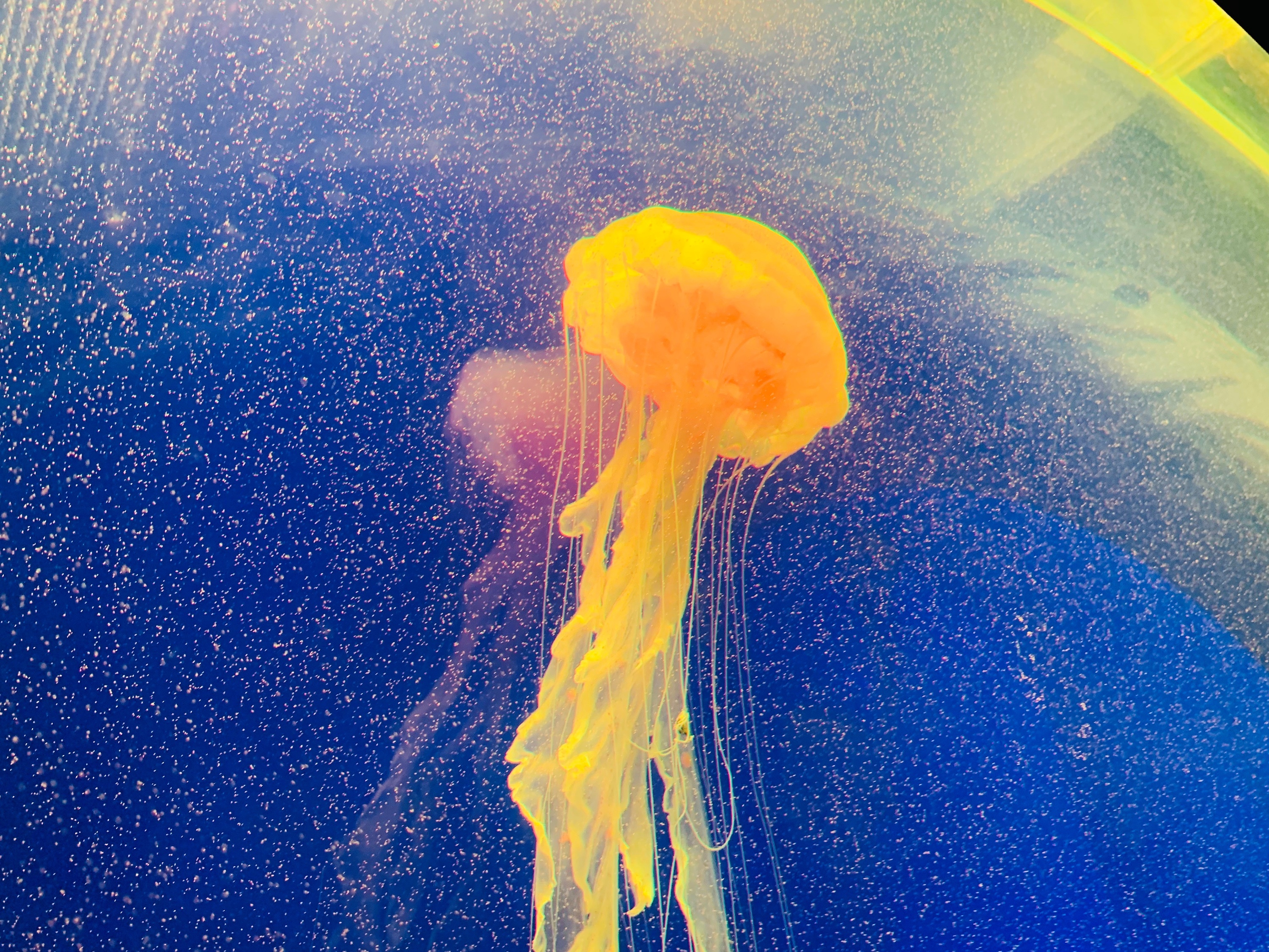 水母|摄影|动物|丁儁东 - 原创作品 - 站酷 (zcool)