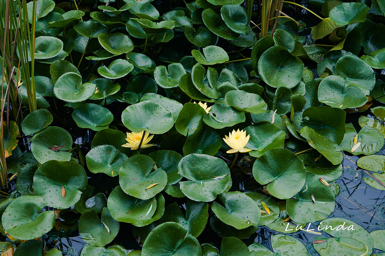 水莲花（图ZMjI5Nzk3MTAw） - 风光摄影 - 站酷设计师脖几LuLinda原创素材 - 站酷ZCOOL