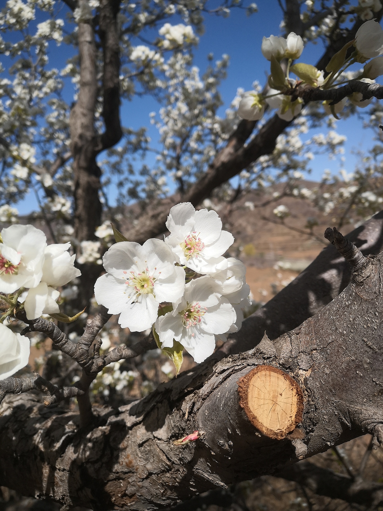 梨花开,春带雨。梨花落,后清明