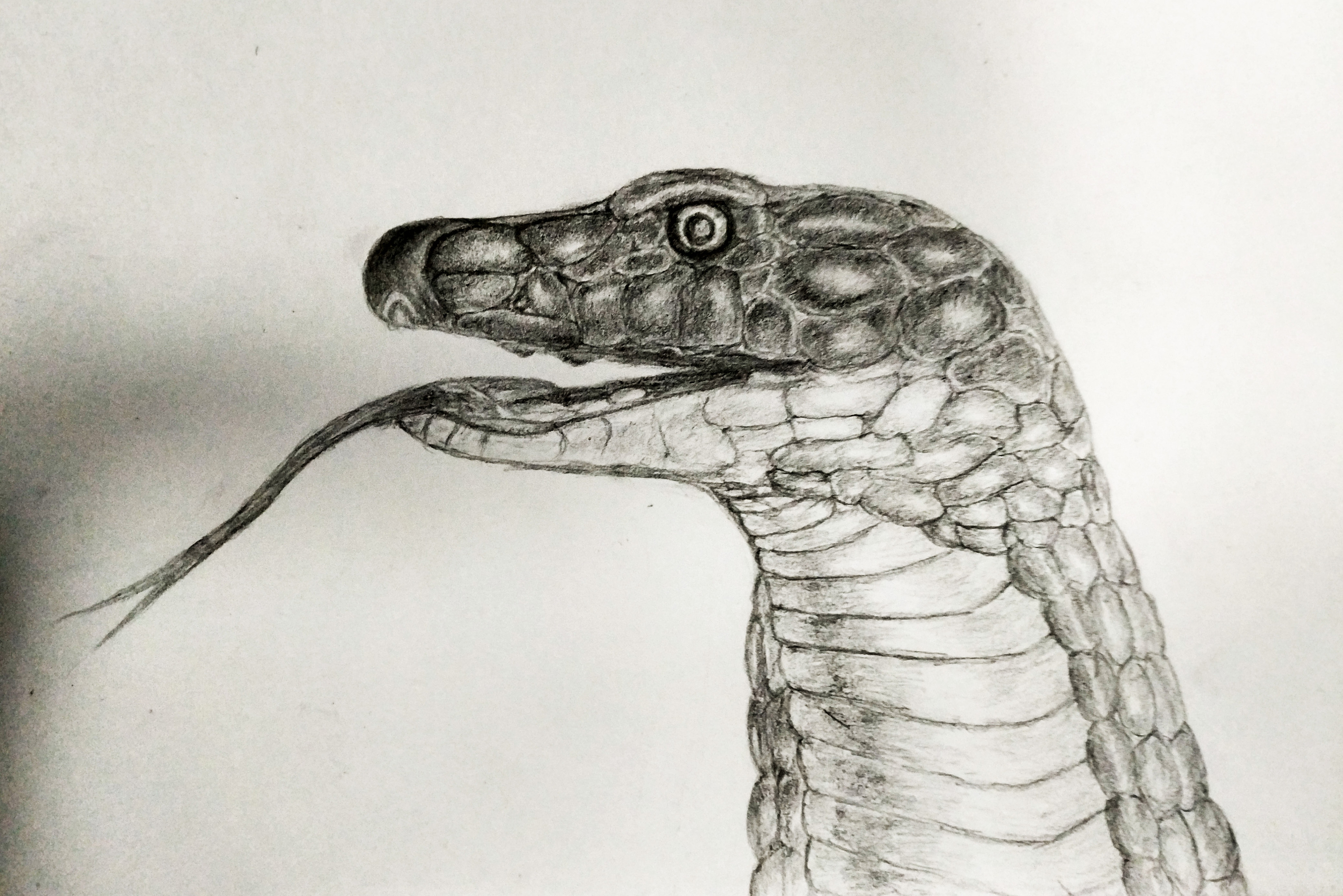素描巨蛇图片