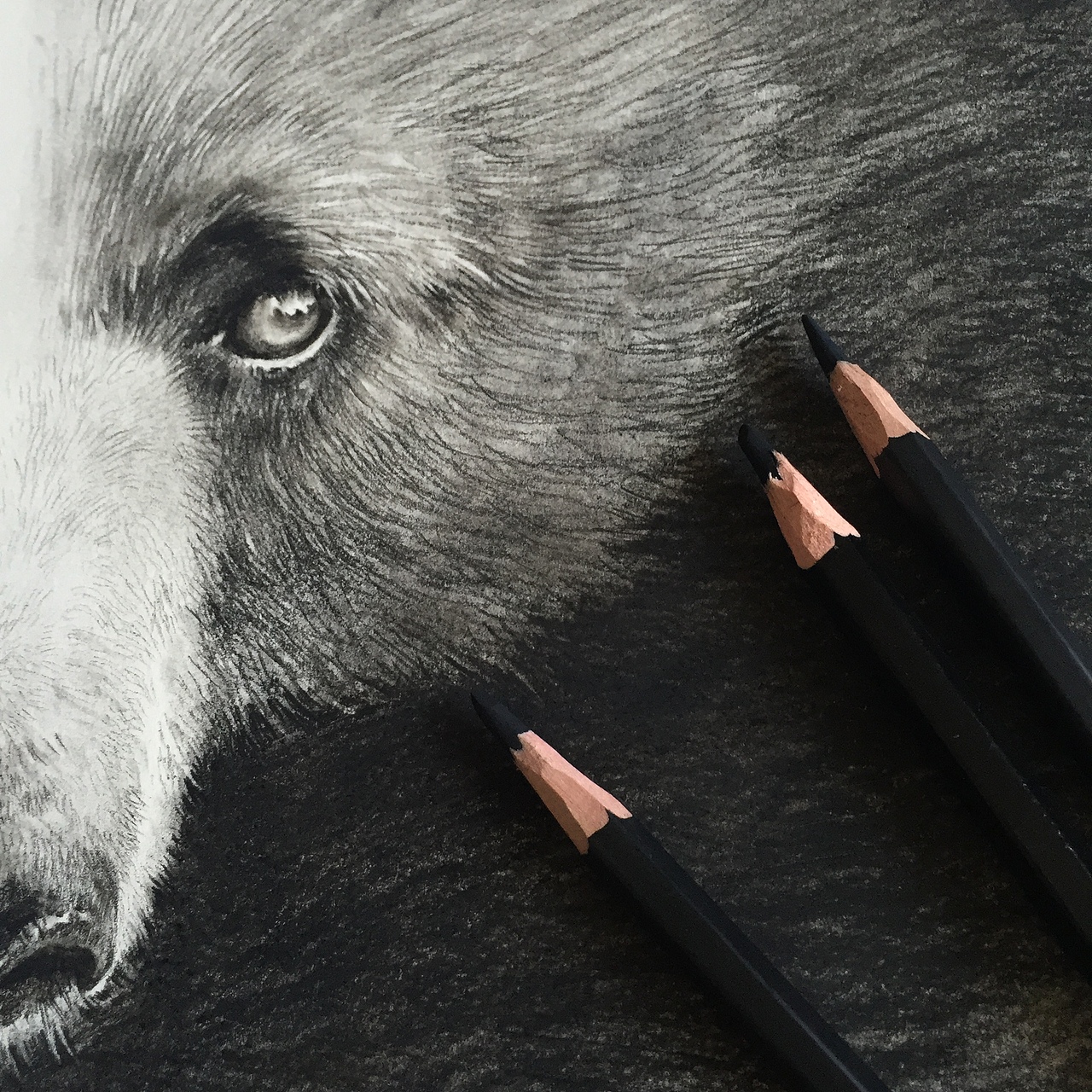 一小时画熊（图ZNTMzNDgyNDg=） - 创作习作 - 站酷设计师梁惠然原创素材 - 站酷ZCOOL