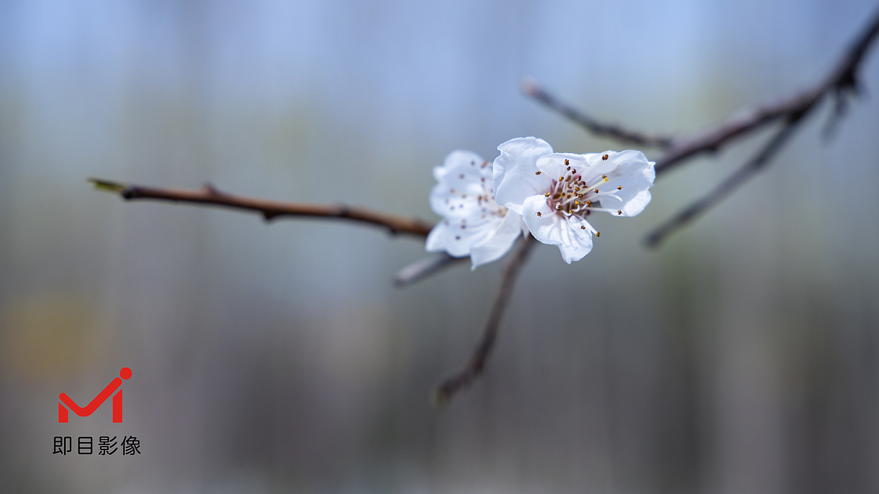 春天来了（图ZMjkzNjM0MjQ0） - 风光摄影 - 站酷设计师苏总来啦原创素材 - 站酷ZCOOL
