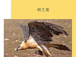 天上飞的