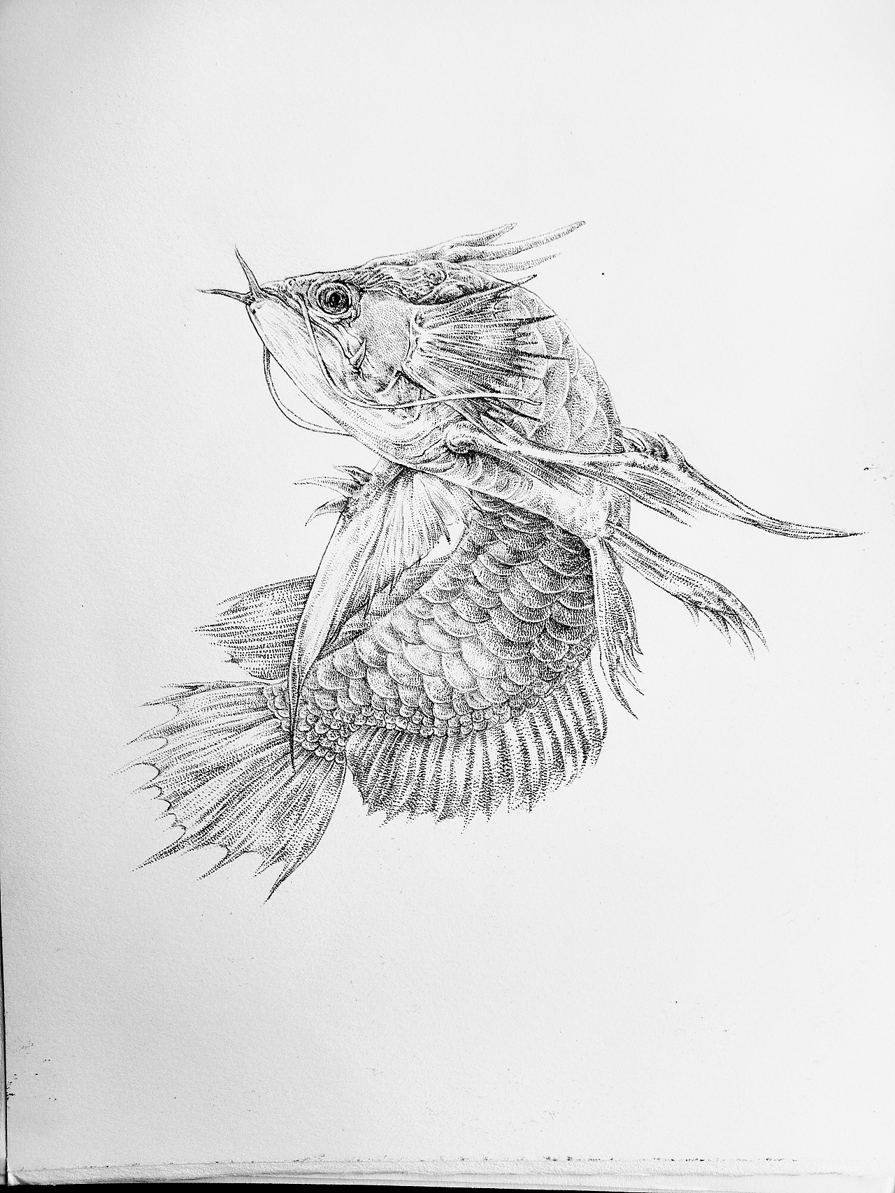 龙之子（图ZMjYzNzU4NTY4） - 创作习作 - 站酷设计师凤鸣九天996699原创素材 - 站酷ZCOOL