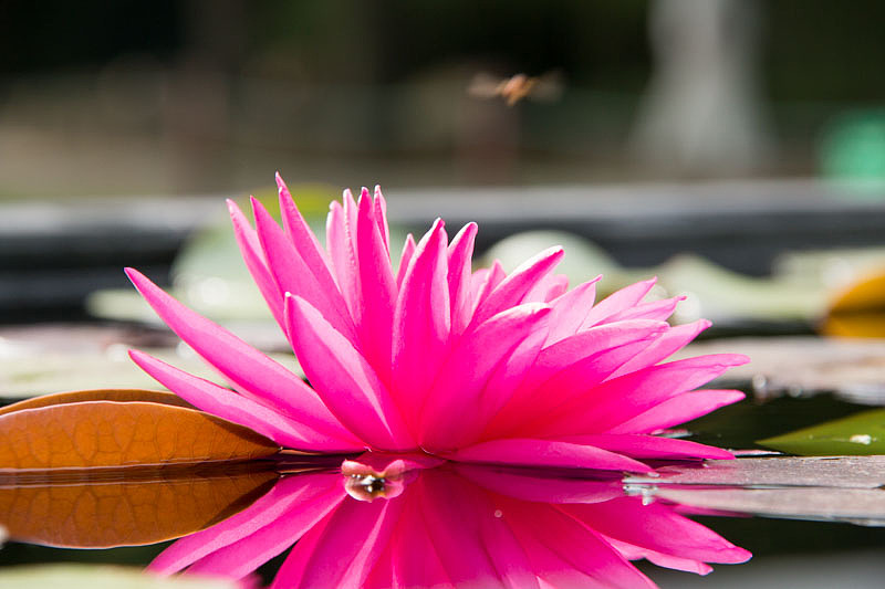 荷花——古猗园