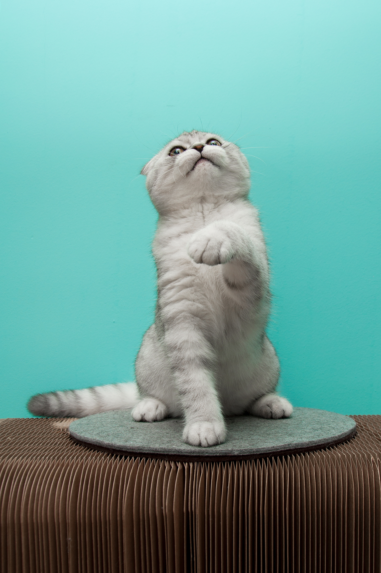 小小拳击手cooper