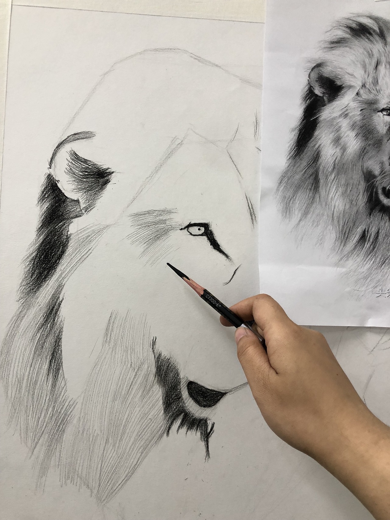 素描临摹狮子0315|纯艺术|绘画|辰悦wing - 临摹作品 - 站酷