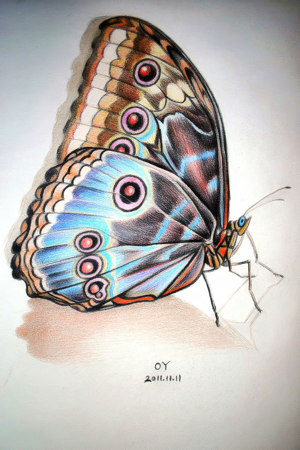 oy彩铅画:蝶与蛾