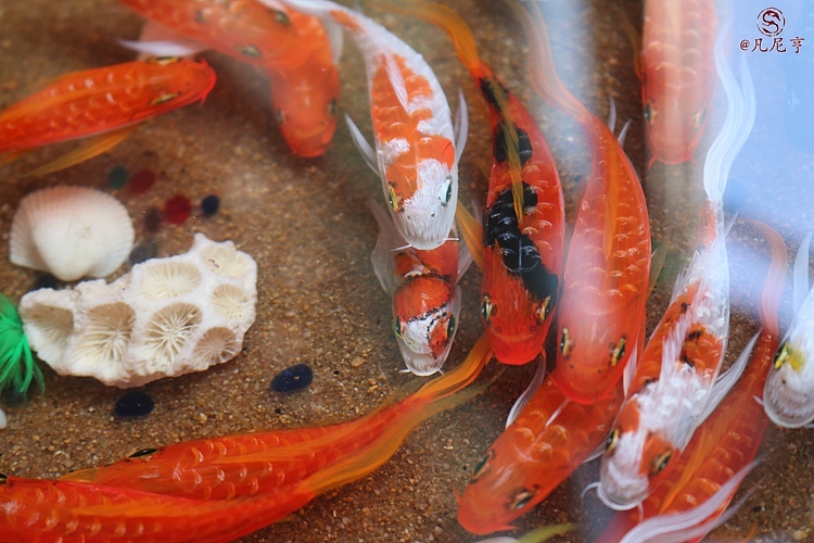 锦鲤池（图ZMzg2OTAxMTY=） - 其他手工艺 - 站酷设计师凡尼亨原创素材 - 站酷ZCOOL