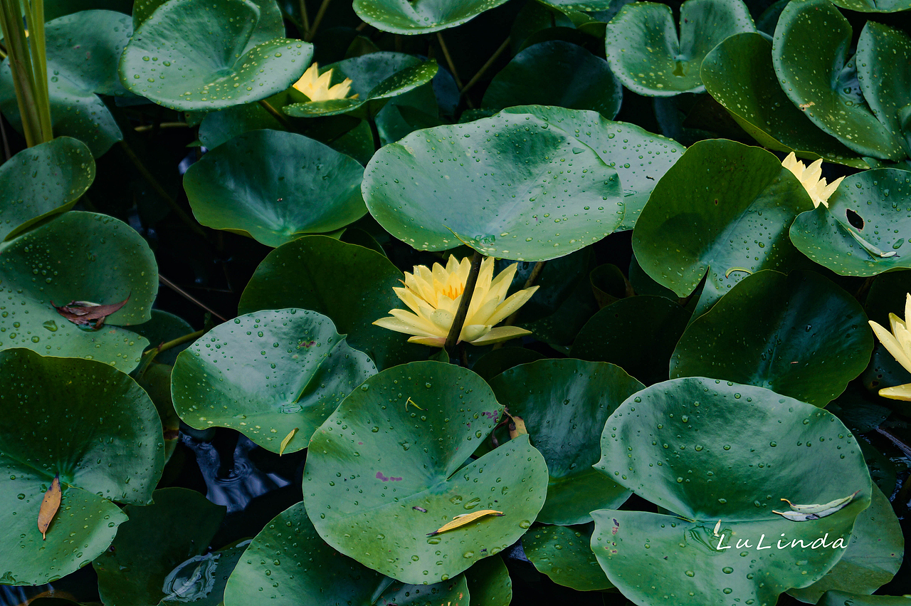 水莲花（图ZMjI5Nzk3MDQ0） - 风光摄影 - 站酷设计师脖几LuLinda原创素材 - 站酷ZCOOL