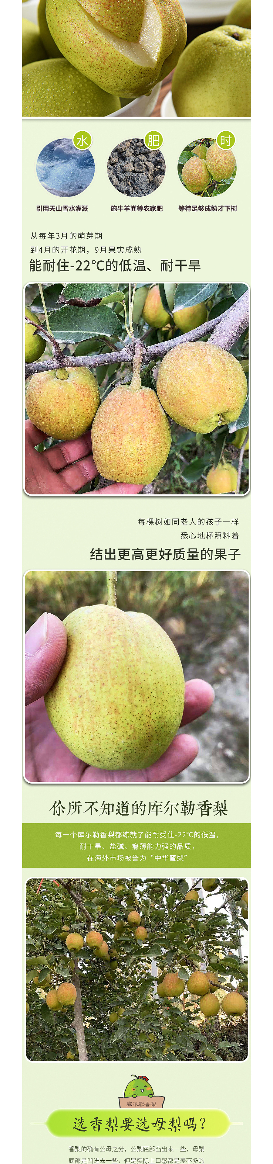 淘宝详情-库尔勒水晶香梨详情