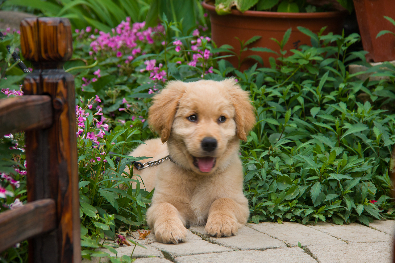 最美私家花园：月季花开的季节，可盐可甜！（图ZMjA4NTQ1OTk2） - 产品摄影 - 站酷设计师静水流深1206原创素材 - 站酷ZCOOL