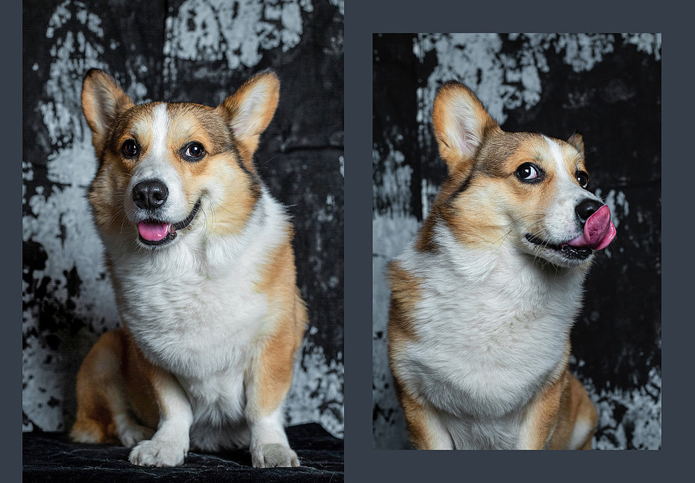 柯基可骑四岁生日纪念照片（图ZMTk5OTE0ODgw） - 宠物摄影 - 站酷设计师佳佳与可骑原创素材 - 站酷ZCOOL