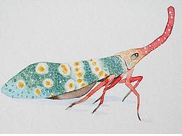 水彩龍眼雞過程