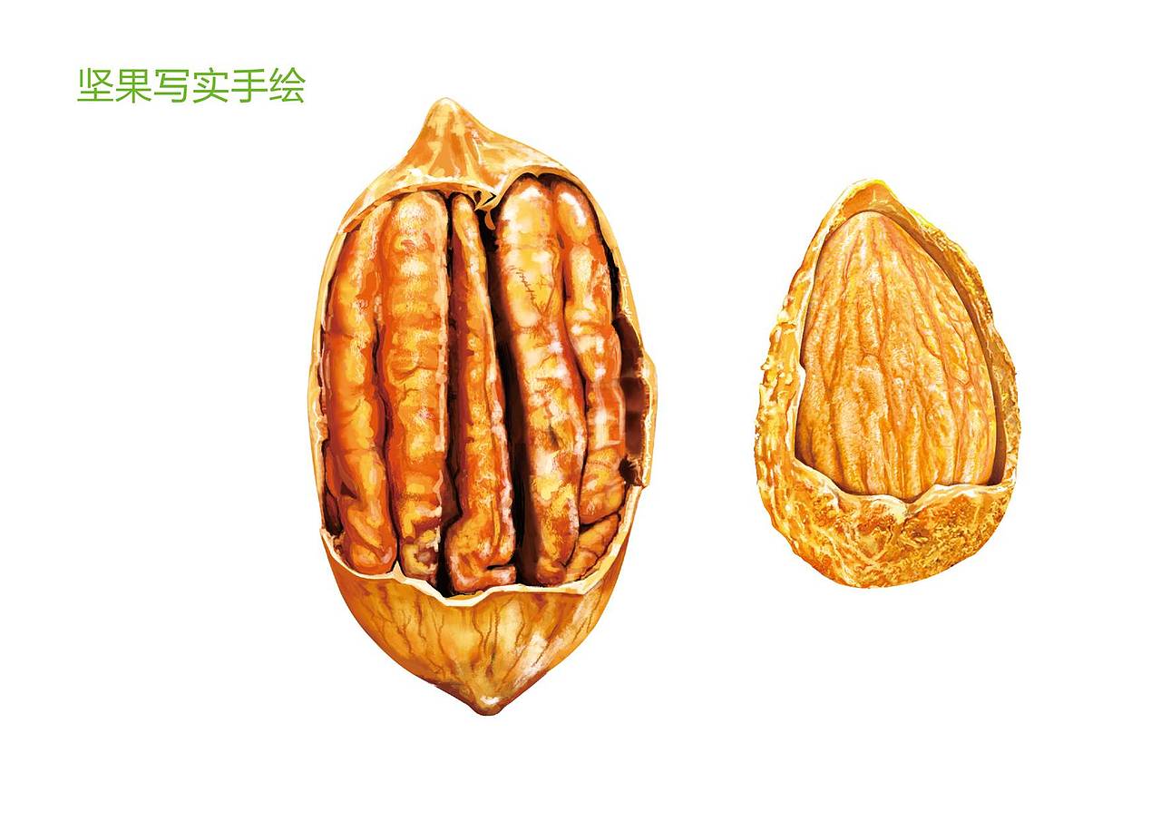 坚果 吉之部（图ZNDU4ODg4OTY=） - 商业插画 - 站酷设计师MiyaS弥雅原创素材 - 站酷ZCOOL