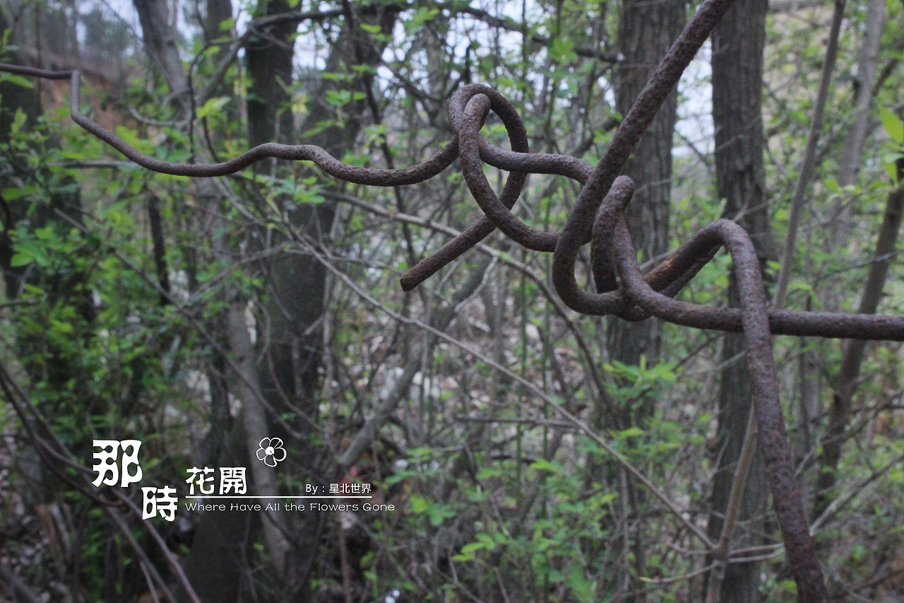 未闻花名——那时花开（二）（图ZNzQ4OTA1NDg=） - 修图/后期 - 站酷设计师星北世界原创素材 - 站酷ZCOOL