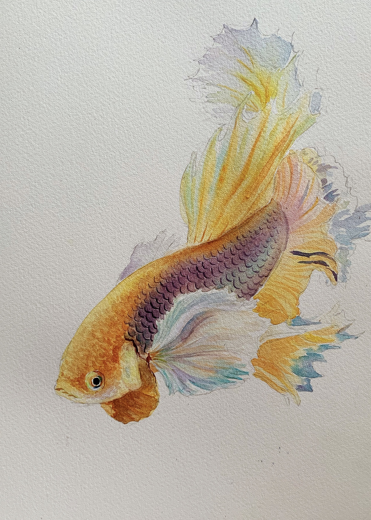 水彩·鱼|纯艺术|绘画|悦画坊文化艺术工_原创作品-站酷zcool