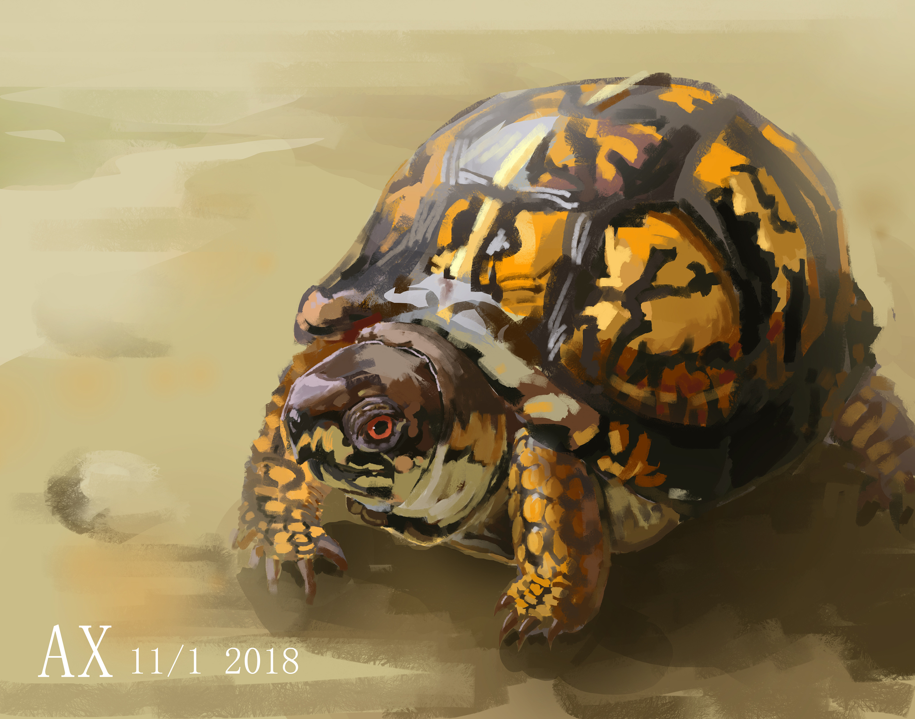 画龟|插画|插画习作|蜜汁阿轩酱 - 原创作品 - 站酷 (zcool)