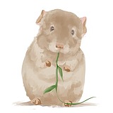 鼠鱼DShuyu的头像