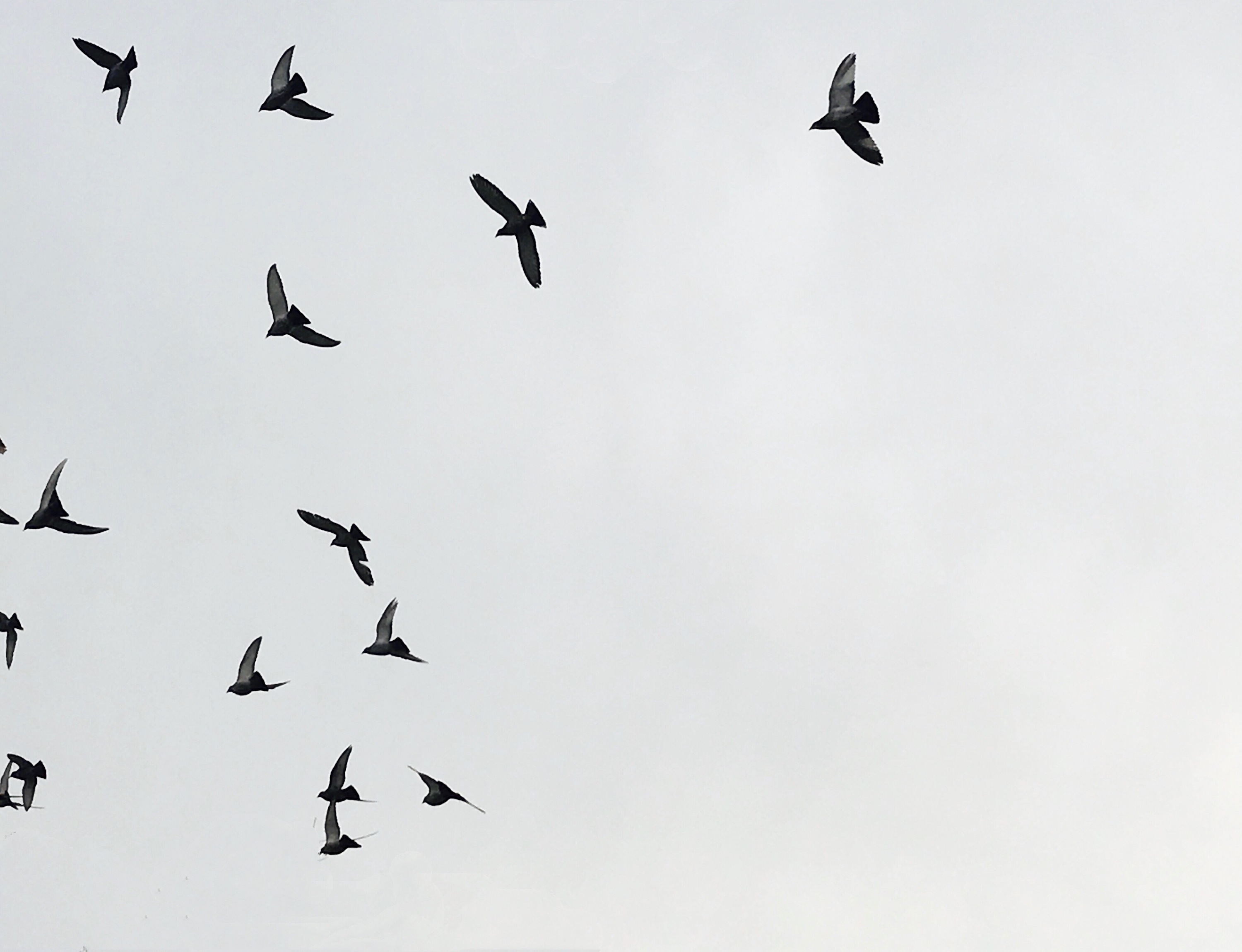 北国,天空,黑鸟