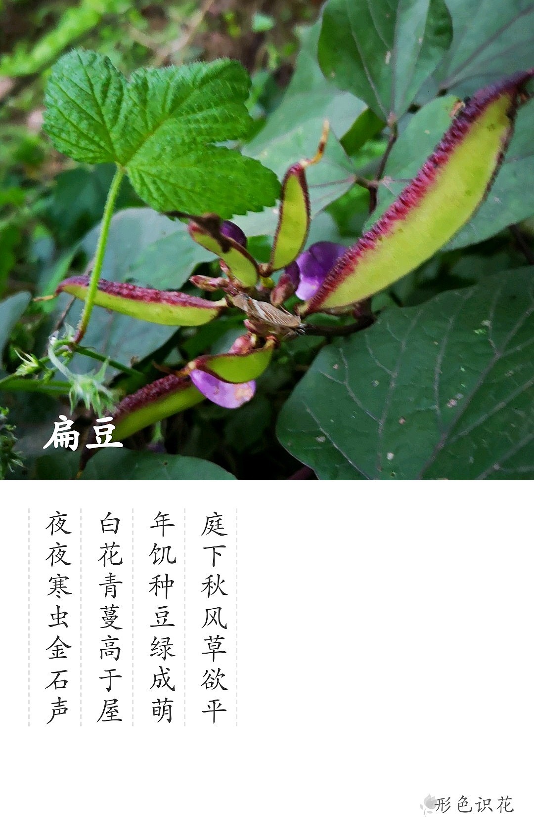 绿植花型一览