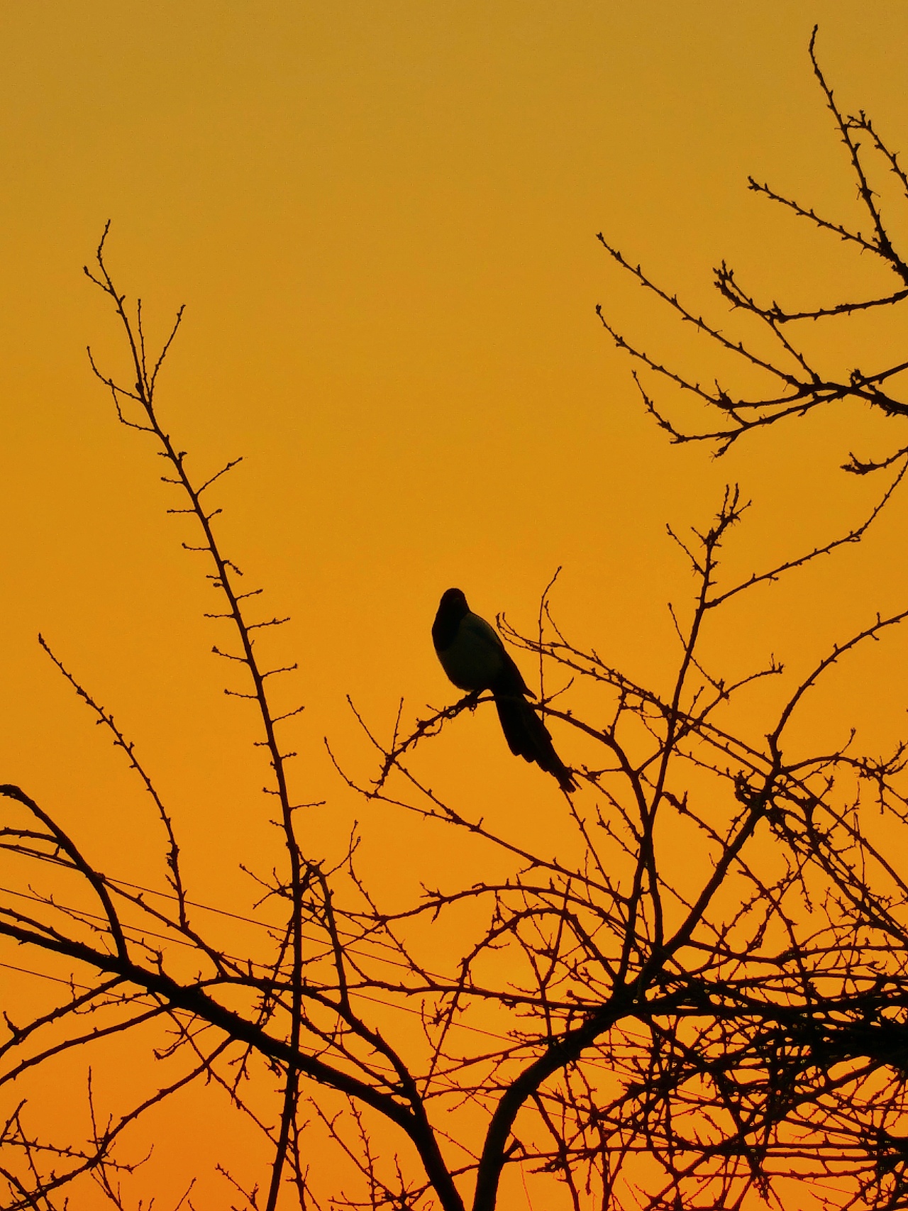 黄昏喜鹊