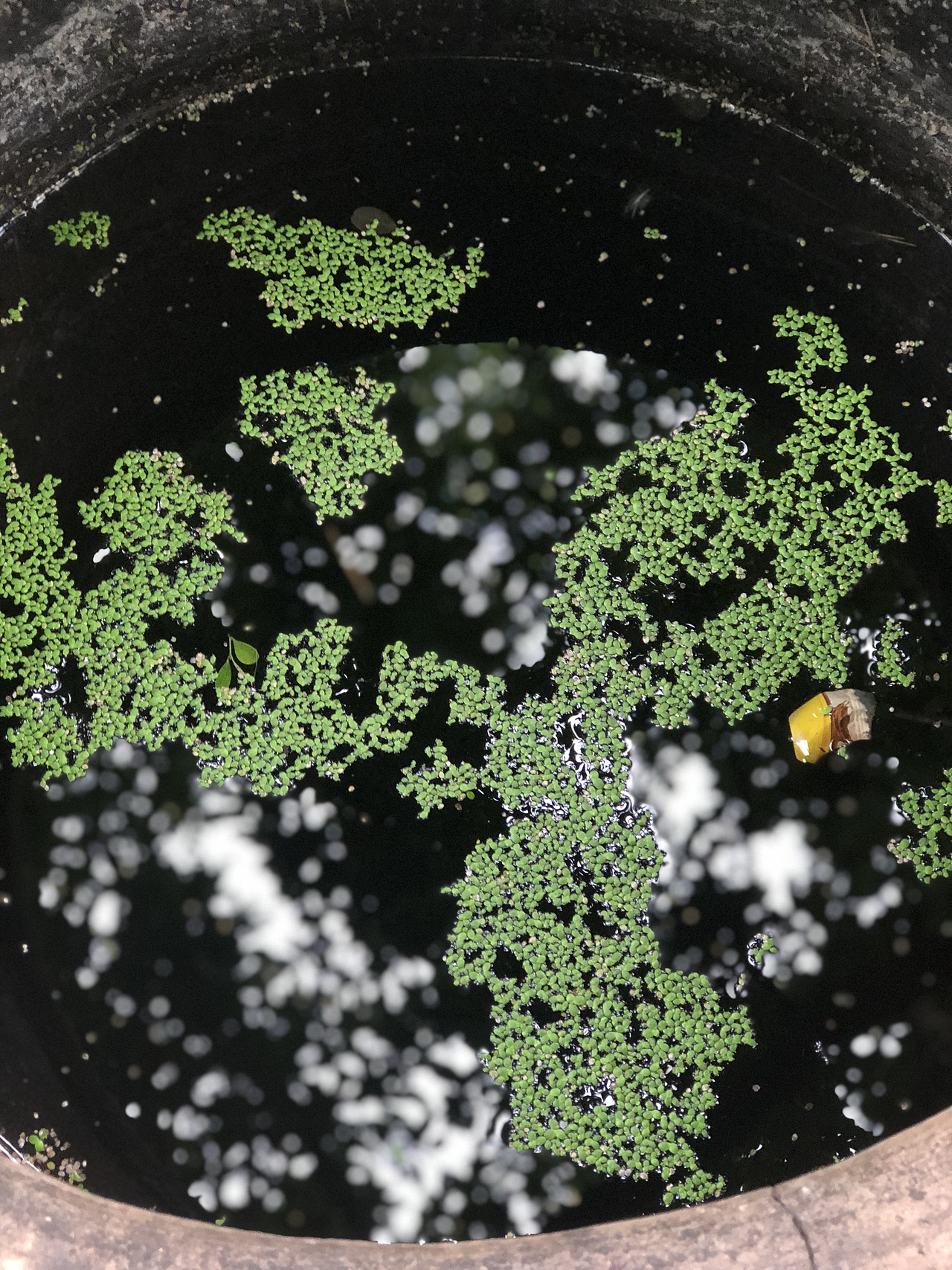 雨后……（图ZMTc0Njg1NTI0） - 人文/纪实摄影 - 站酷设计师vivian乔原创素材 - 站酷ZCOOL