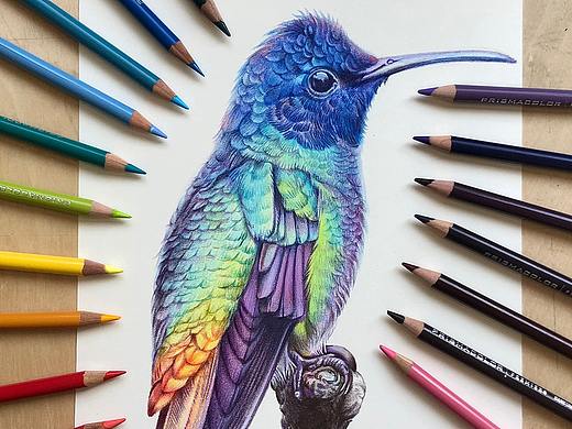 【耘之作】彩铅鸟类插画