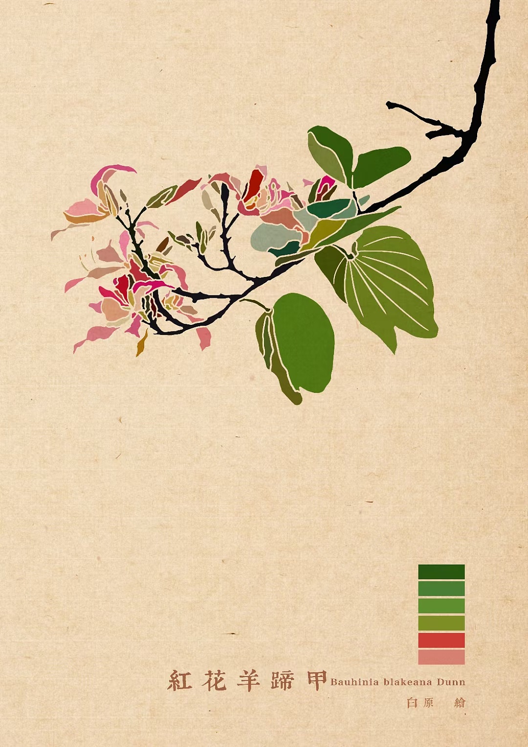 百花绘之红花羊蹄甲