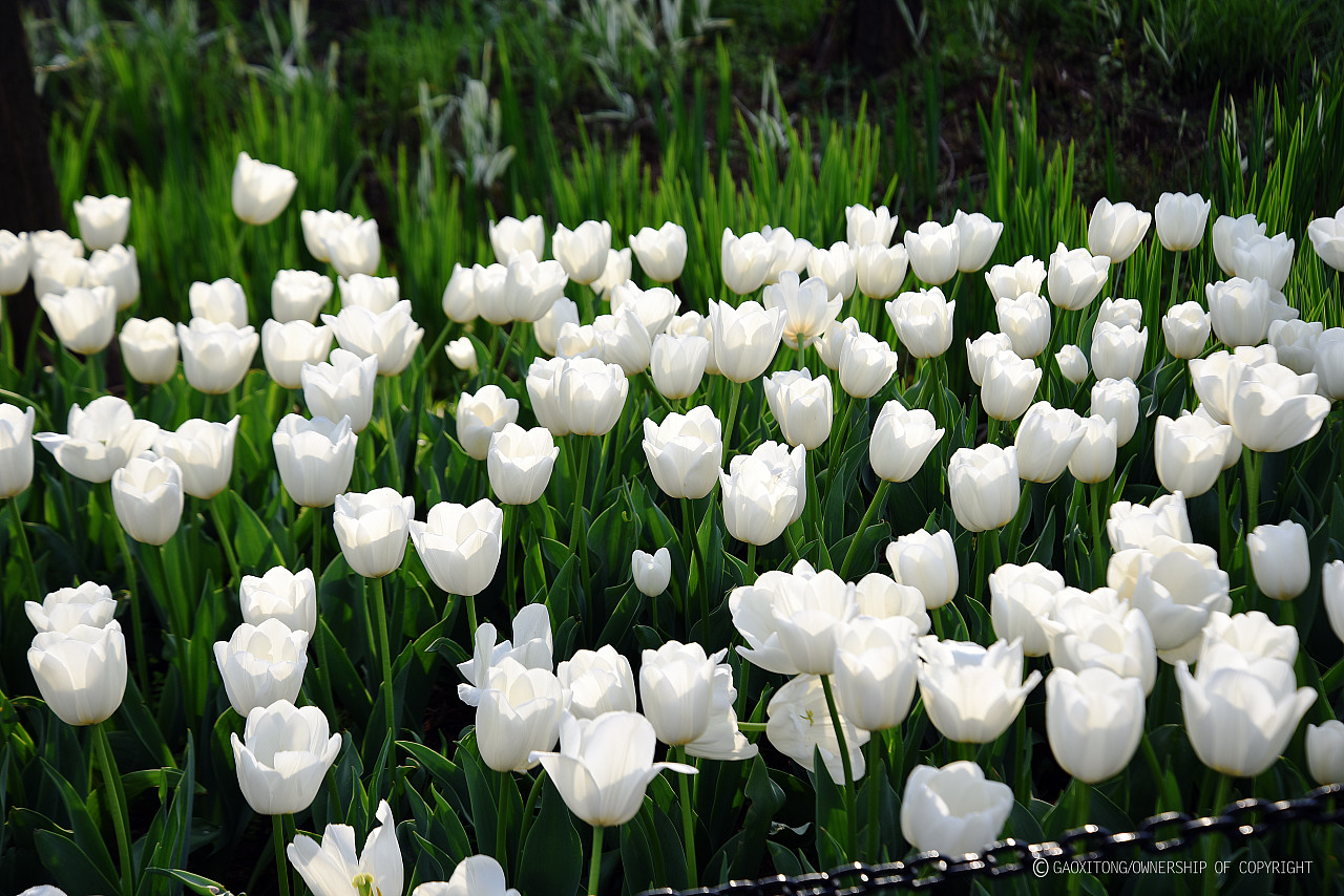 花 白色的花 盛开 - Pixabay上的免费照片 - Pixabay